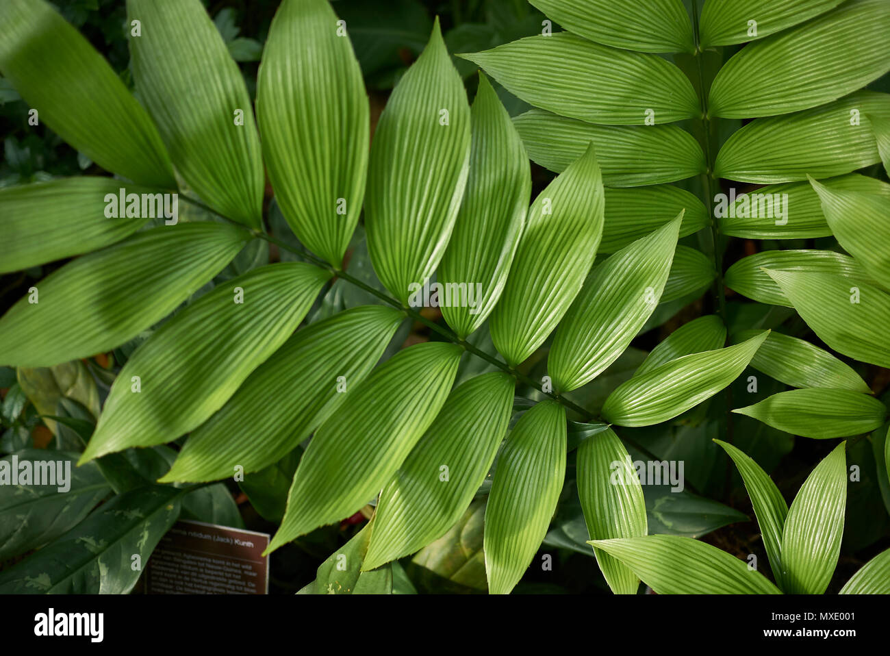 Zamia skinneri plant Stock Photo