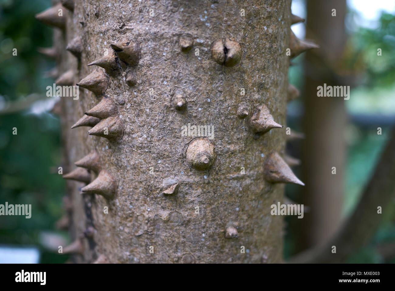 Silk Floss Tree Bark Stock Photo Alamy Silk Floss Tree Bark Stock Photo Alamy