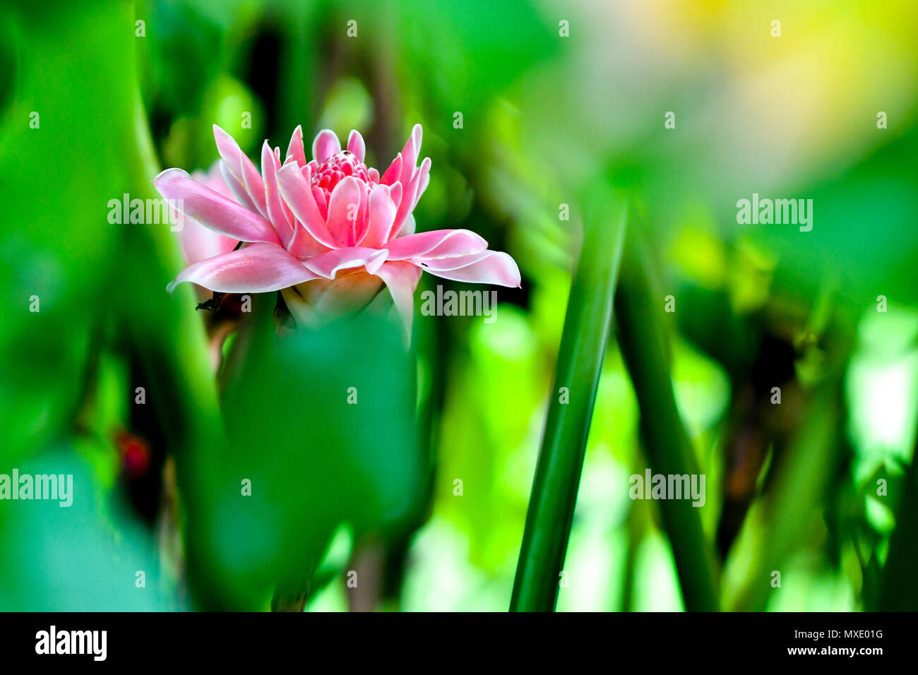 torch ginger flower Stock Photo