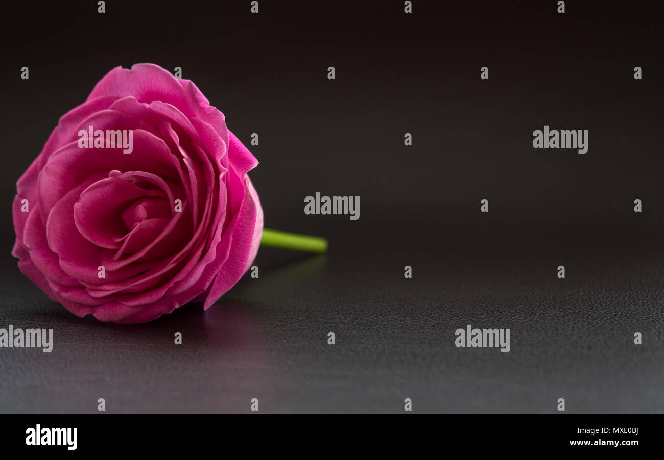 pink rose on dark leather surface close up Stock Photo