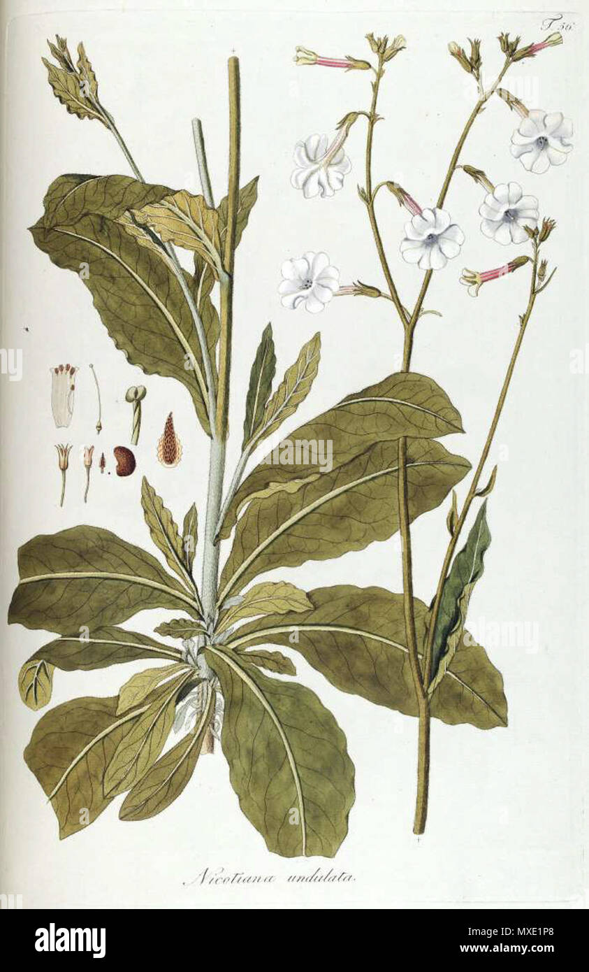 . English: Nicotiana undulata . 1 November 2011. Jacquin, N.J. von 444 Nicotiana undulata Stock Photo