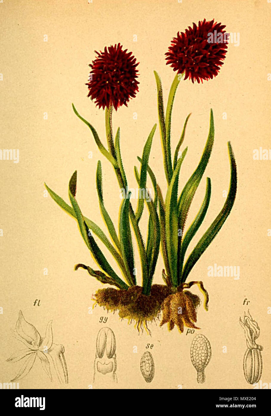 . Nigritella rhellicani . 1882. Anton Hartinger 445 Nigritella nigra Atlas Alpenflora Stock Photo