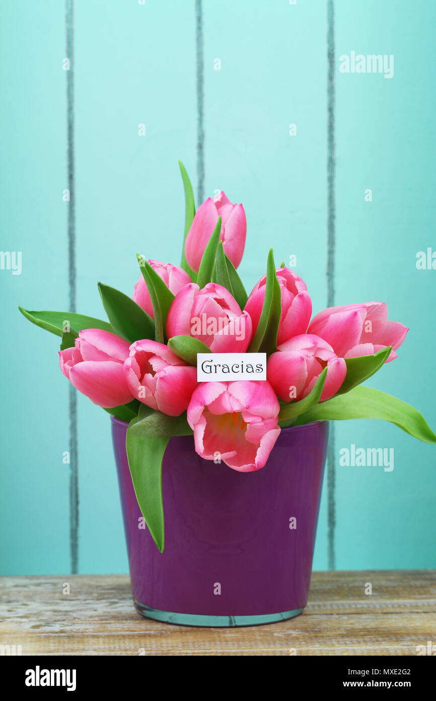 Gracias (thank you in Spanish) card with pink tulips in purple flower pot on blue wooden surface Stock Photo