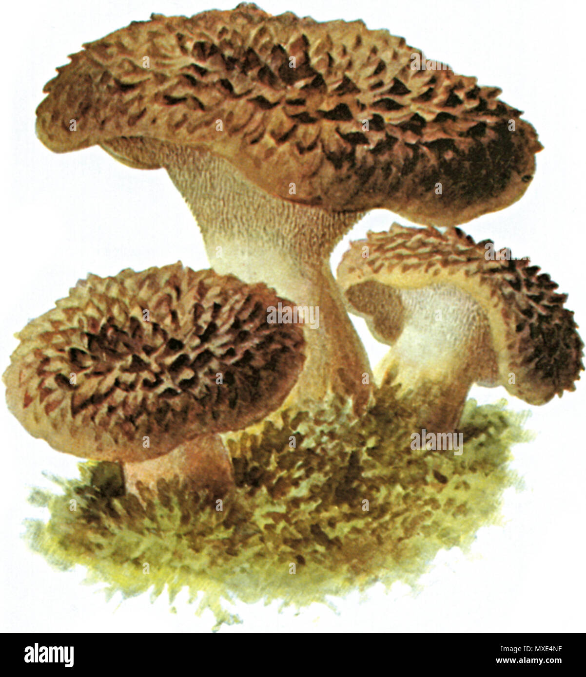.  Deutsch: Habichtspilz (Sarcodon imbricatus)  . 1897 263 Habichtspilz-1 Stock Photo