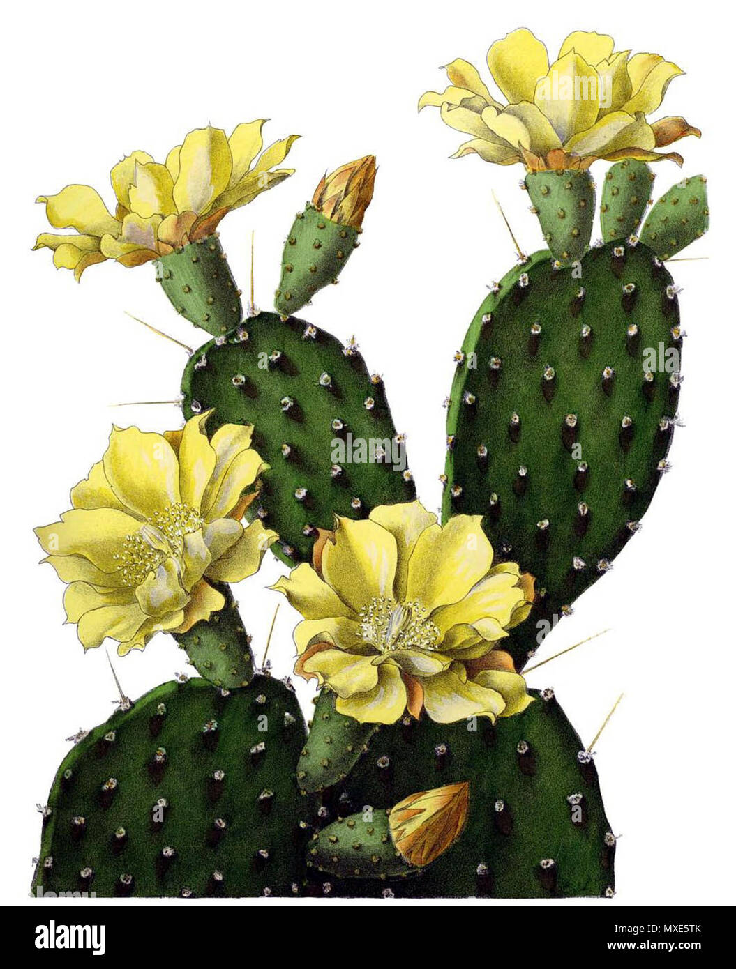 . English: Opuntia decumbens . 1904. Schumann, Gürke & Vaupel Peter A. Mansfeld for the filtred image. 457 Opuntia decumbens BlKakteenT132 Stock Photo