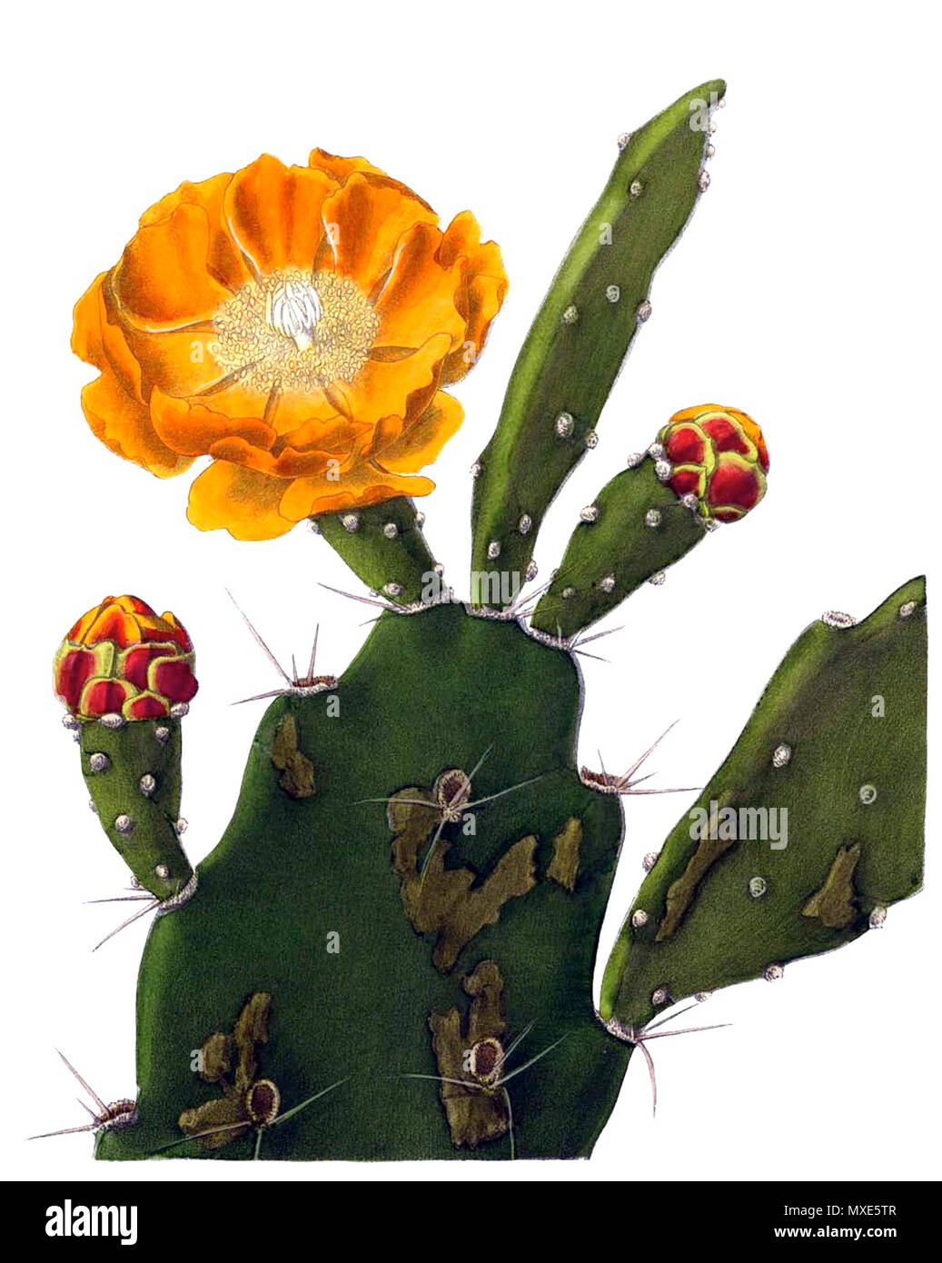 . English: Opuntia delaetiana . 1904. Schumann, Gürke & Vaupel Peter A. Mansfeld for the filtred image. 457 Opuntia delaetiana BlKakteenT148 Stock Photo