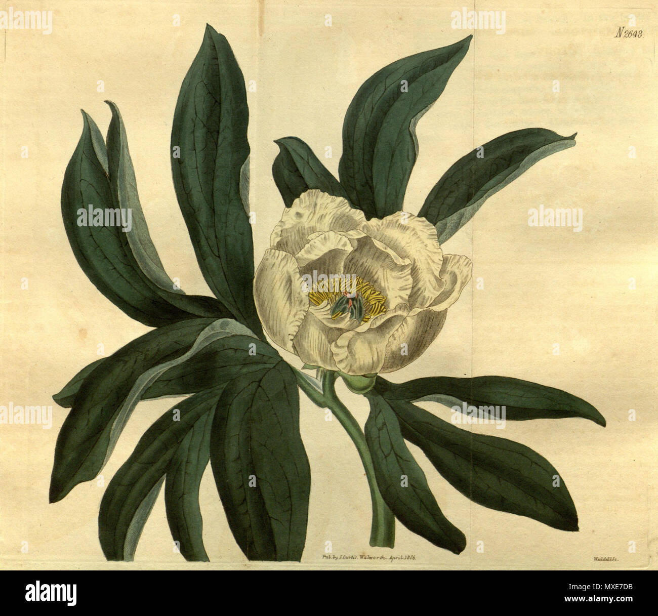 . Paeonia mollis . 1826. Sims 463 Paeonia sessiliflora Bot. Mag. 553. 2648. 1826 Stock Photo