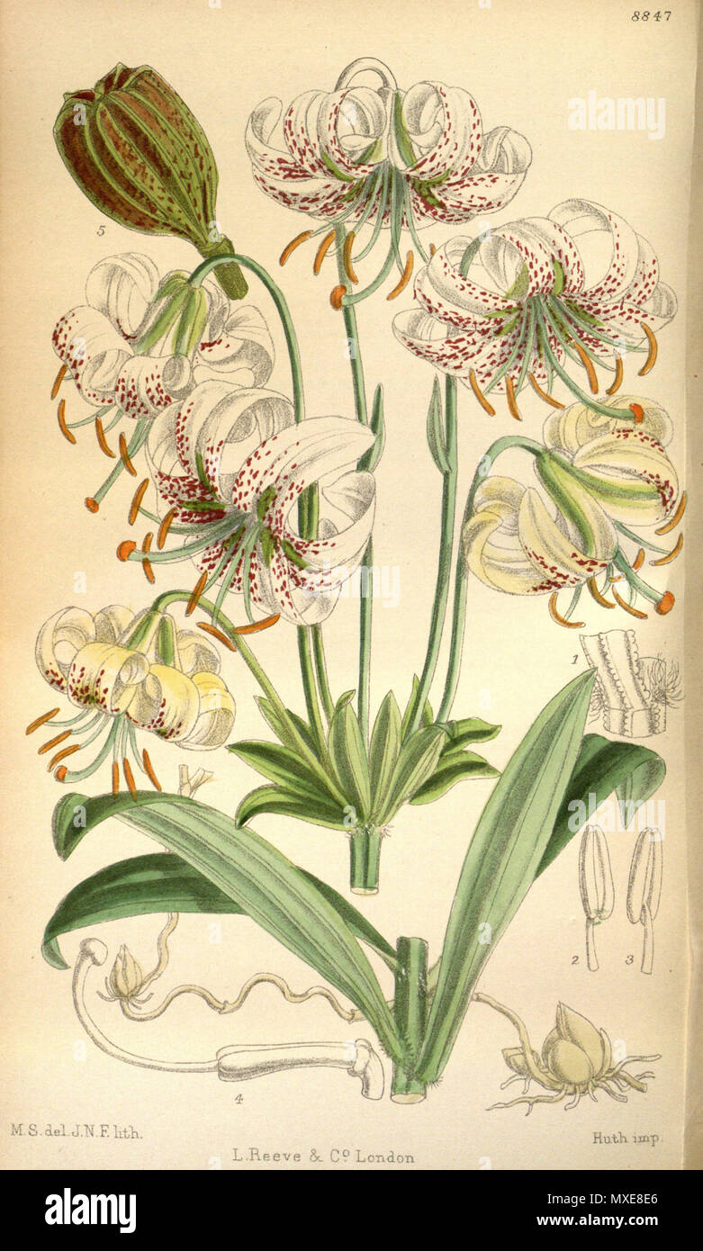. Lilium farreri (= Lilium duchartrei), Liliaceae . 1920. M.S. del., J.N.F. lith. 372 Lilium farreri 146-8847 Stock Photo