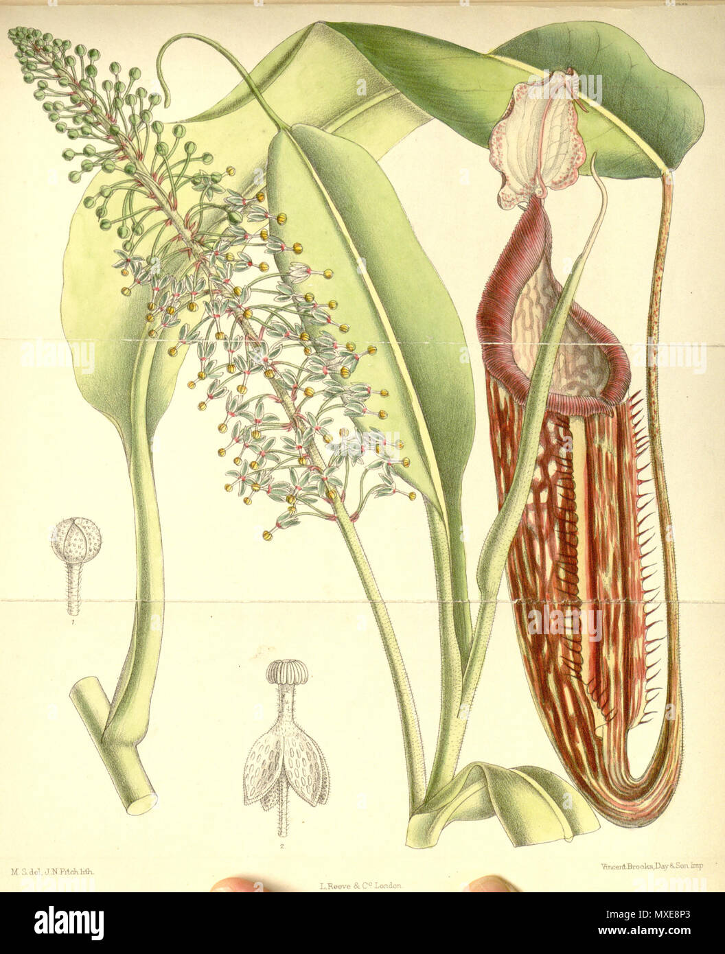 441 Nepenthes curtisii - Curtis’s Botanical Magazine (1890) Stock Photo
