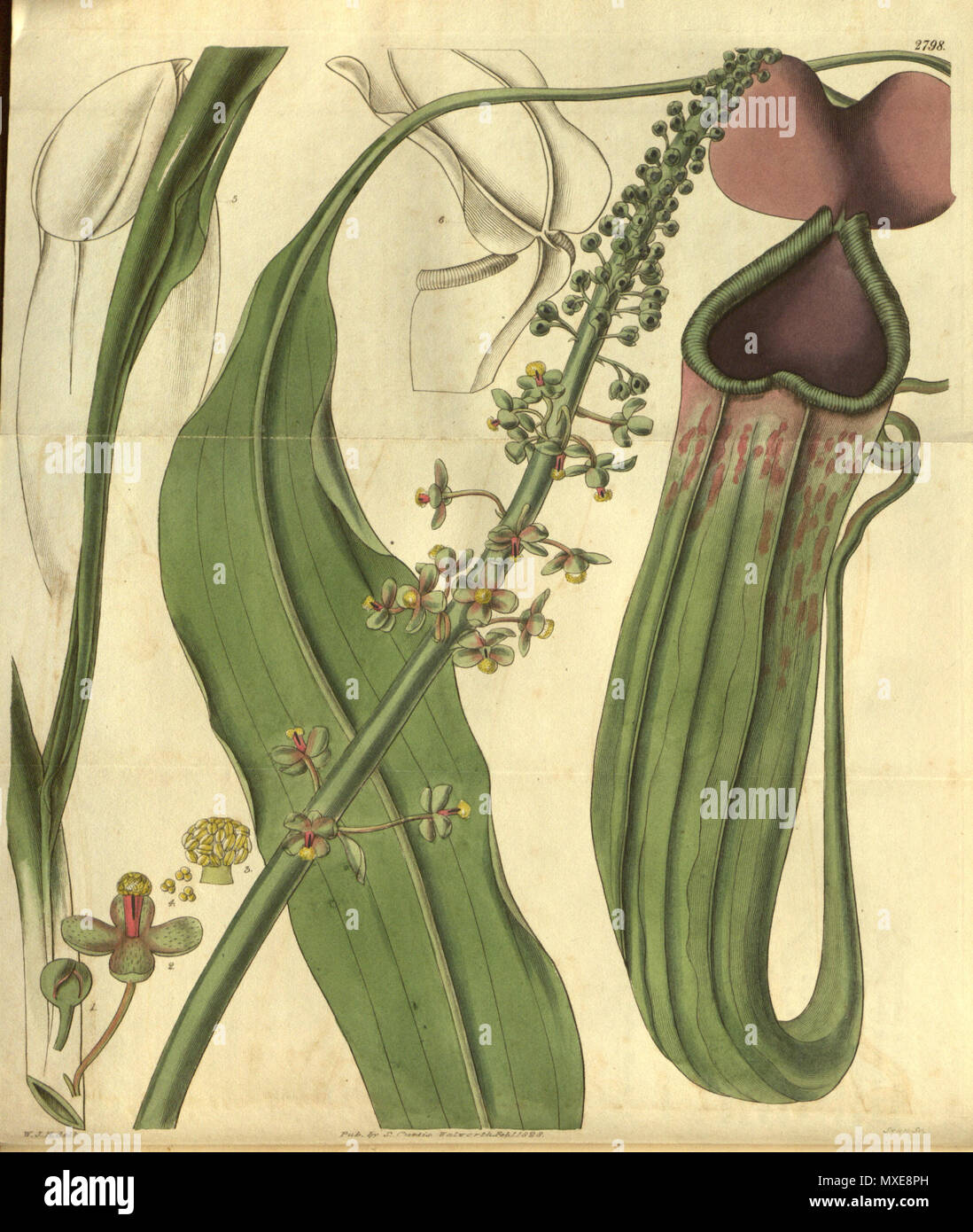 441 Nepenthes khasiana - Curtis’s Botanical Magazine (1828) Stock Photo