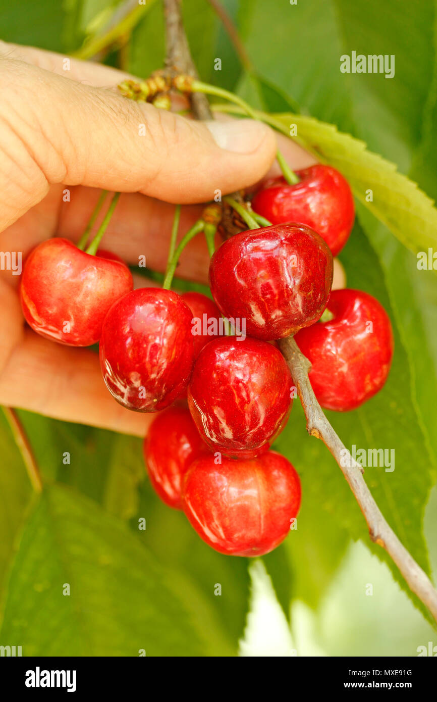 Cherries. Stock Photo