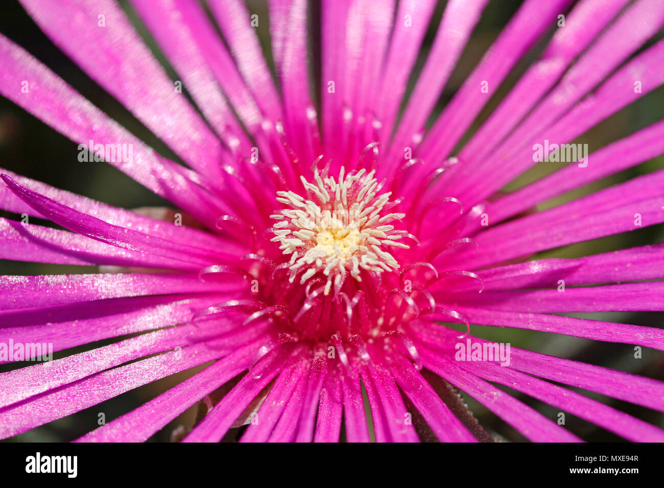Messembryanthemum flower. Stock Photo