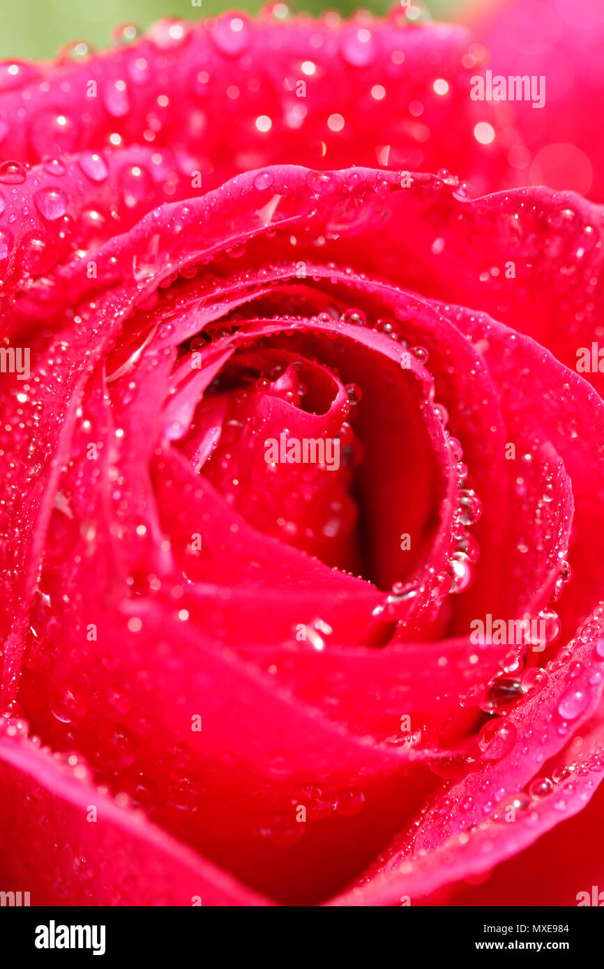 Rose flower with droplets. Stock Photo