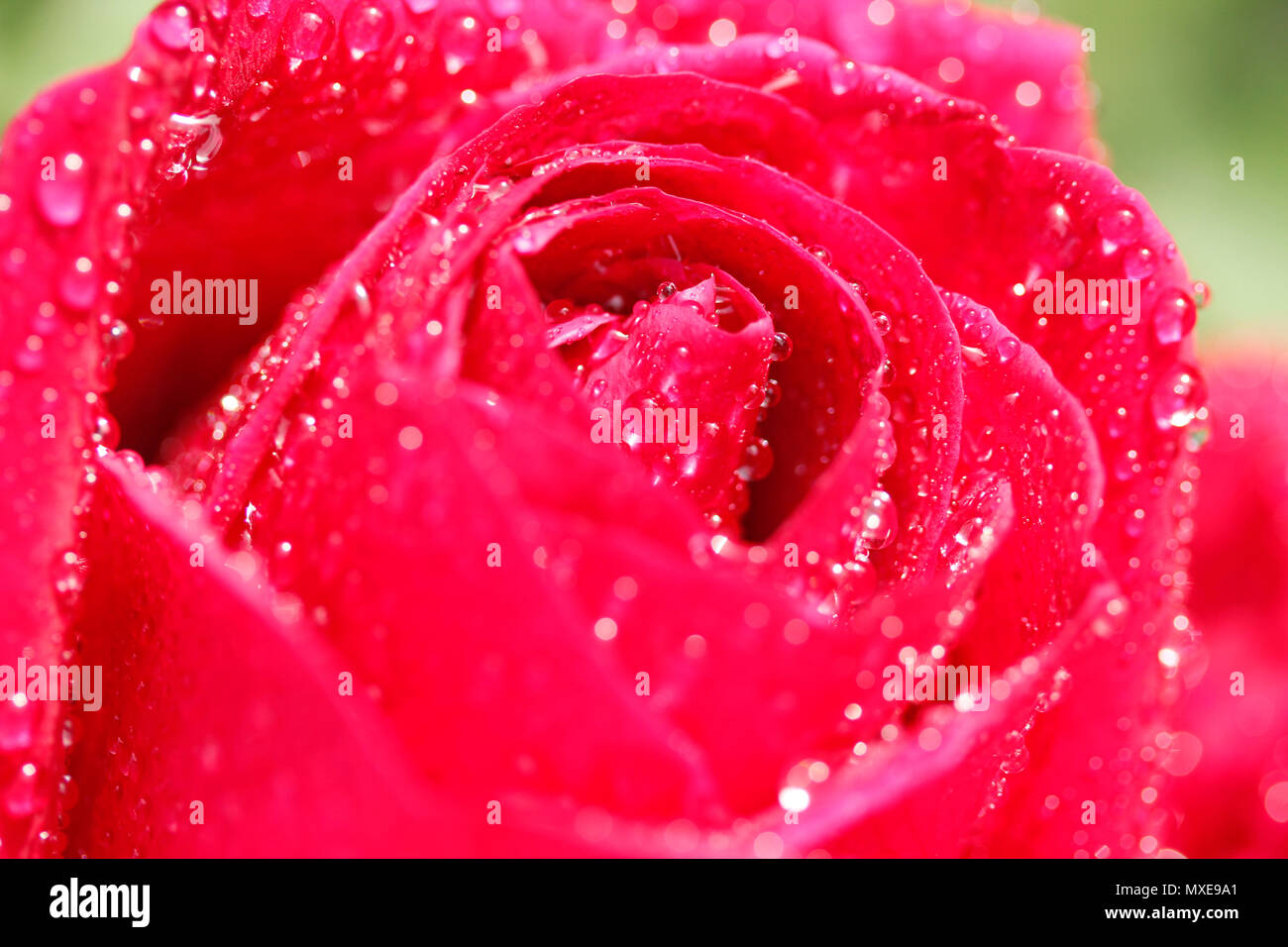 Rose flower with droplets. Stock Photo