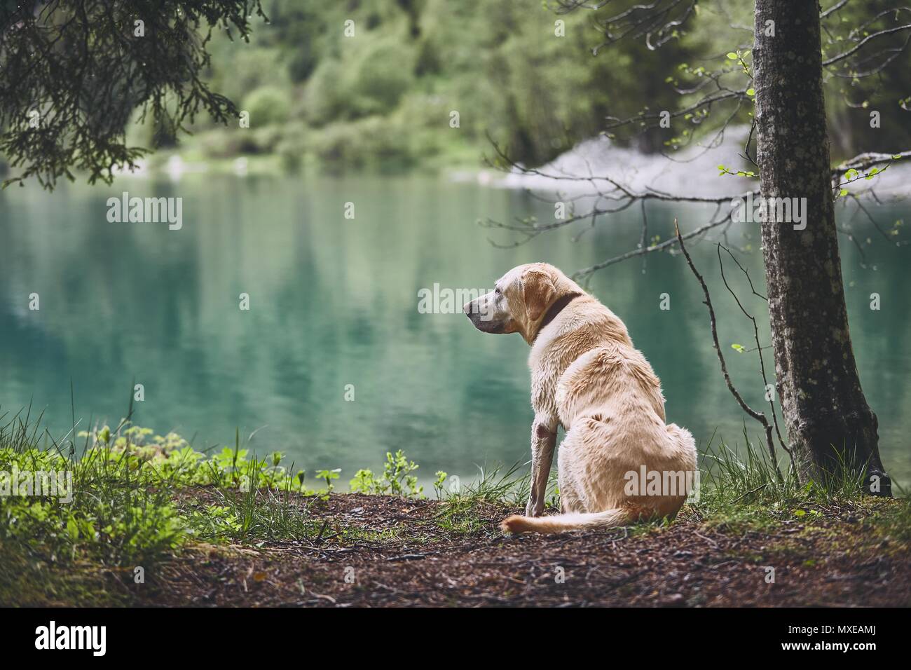 Dog in forest. Old labrador retriever looking at the lake. Stock Photo