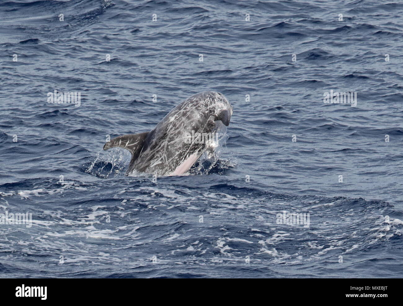 Risso's Dolphin (Grampus griseus) adult breaching  eastern Atlantic Ocean, north of Cape Verde                 May Stock Photo