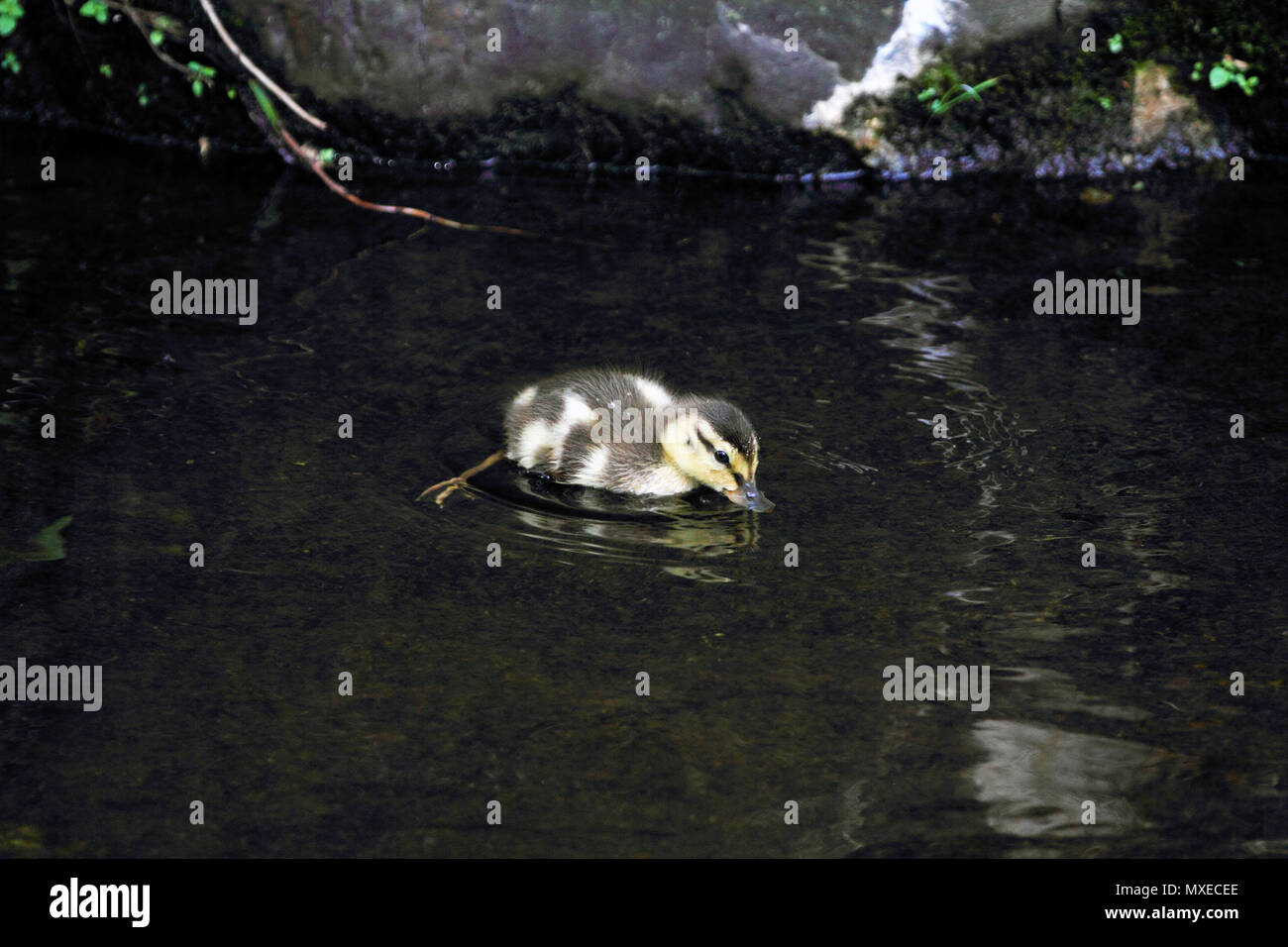 A Mallard duckling, Anas platyrhnchos, swimming in a stream, New Jersey, USA Stock Photo