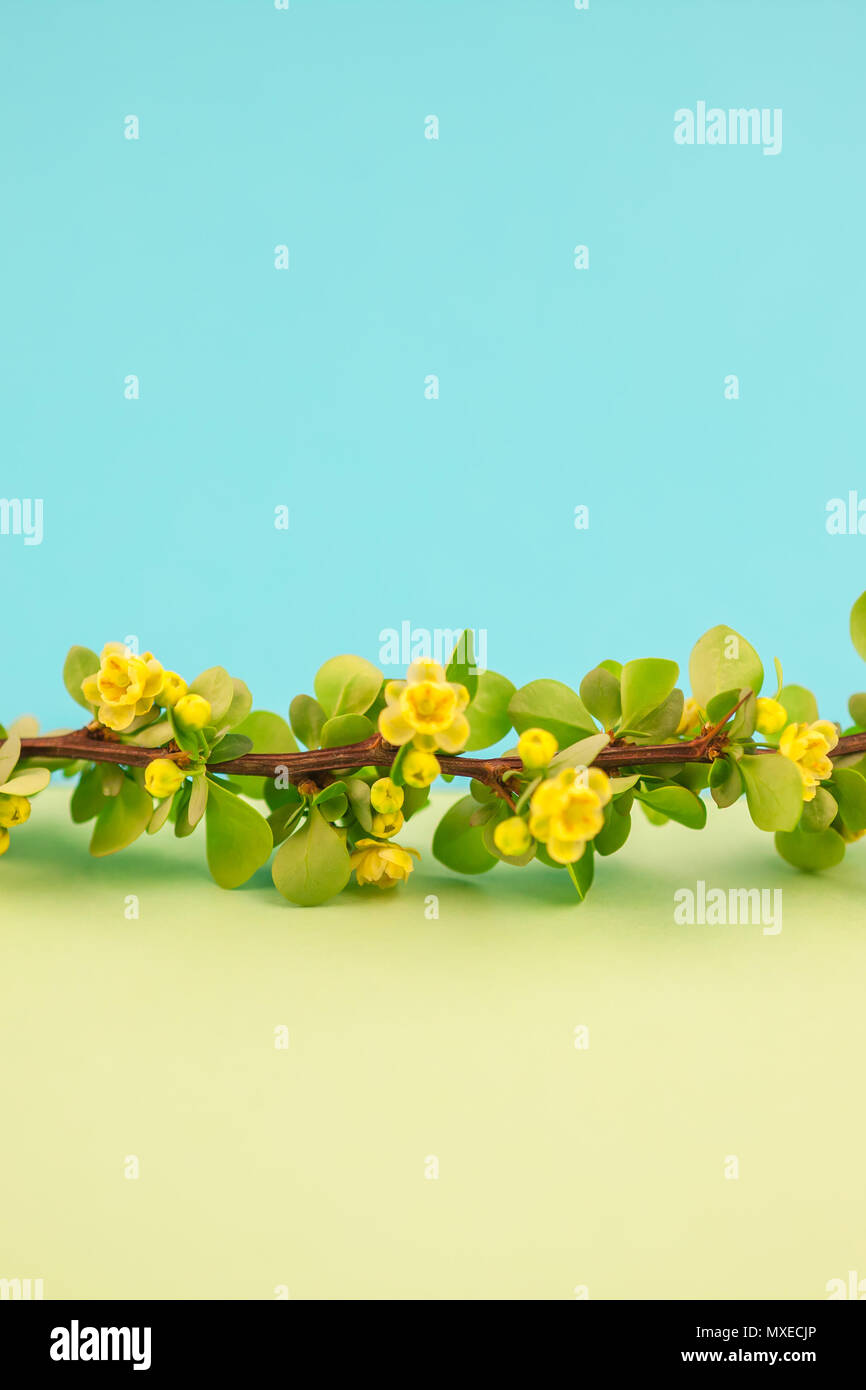 Spring blossoming barberry branch with green leaves, barbs and yellow flowers on pastel color paper background with copy space in minimal style, templ Stock Photo