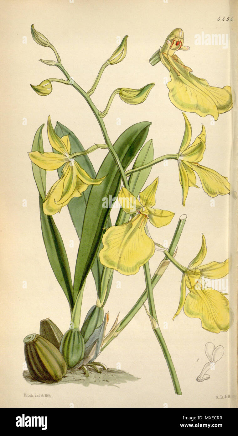 . Illustration of Oncidium concolor (as syn. Cyrtochilum citrinum) . 1849. Walter Hood Fitch (1817-1892) del. et lith. 456 Oncidium concolor (as Cyrtochilum citrinum) - Curtis' 75 (Ser. 3 no. 5) pl. 4454 (1849) Stock Photo