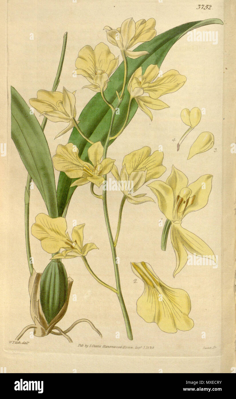 . Illustration of Oncidium concolor . 1840. Walter Hood Fitch (1817-1892) del., Swan sc. 456 Oncidium concolor - Curtis' 66 (N.S. 13) pl. 3752 (1840) Stock Photo
