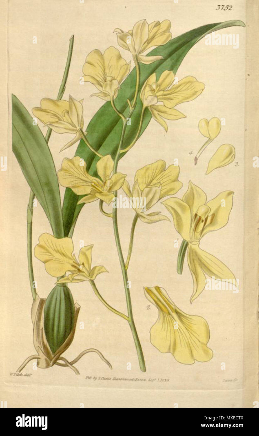 . Illustration of Oncidium concolor . 1840. William Jackson Hooker (1785-1865) (descriptions), Walter Hood Fitch (1817-1892) (illustrator), Swan (engraver) 456 Oncidium concolor Stock Photo