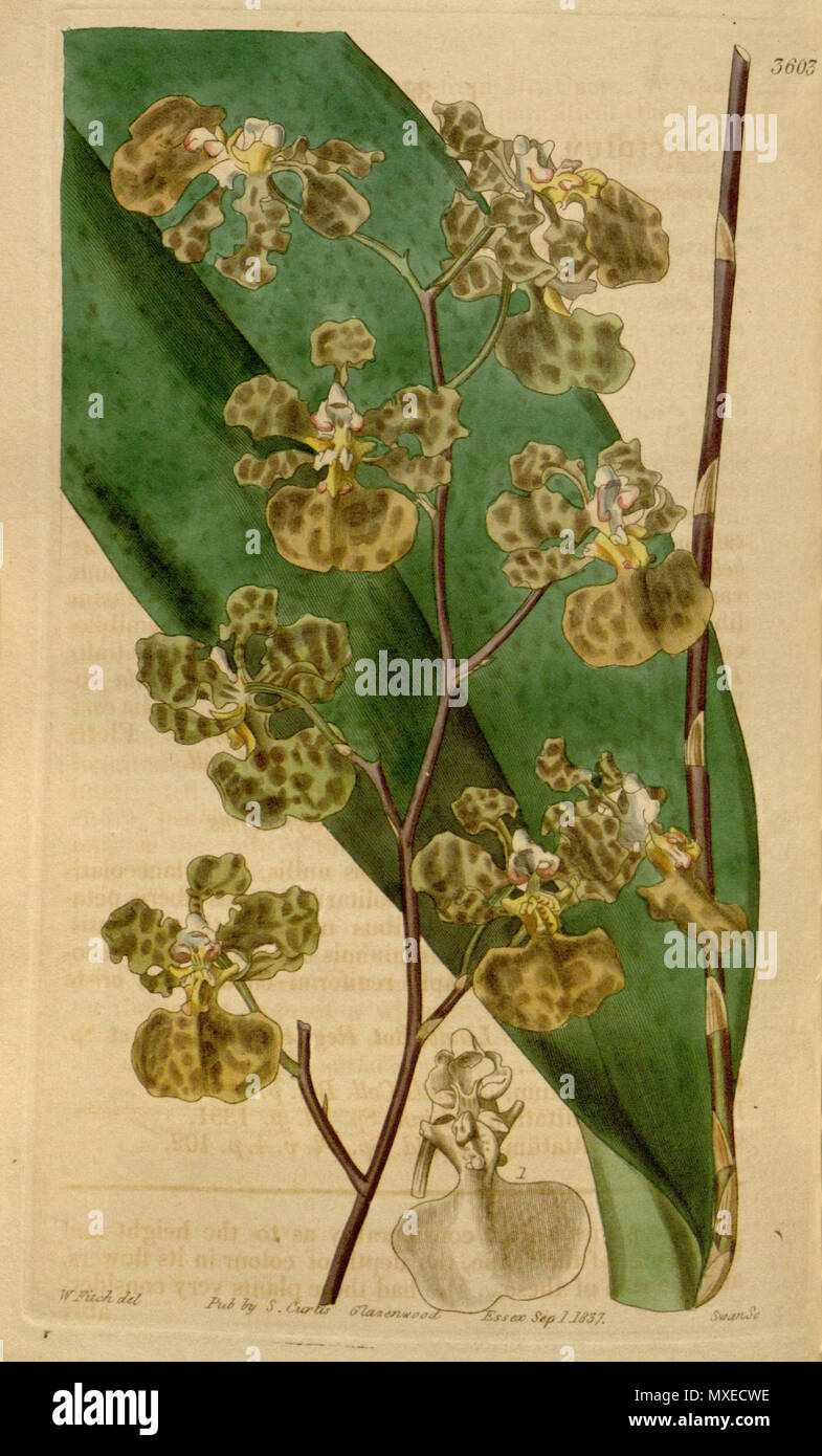 . Illustration of Oncidium luridum . 1837. Walter Hood Fitch (1817-1892) del., Swan sc. 456 Oncidium luridum- Curtis' 64 (N.S. 11) pl. 3565 (1837) Stock Photo