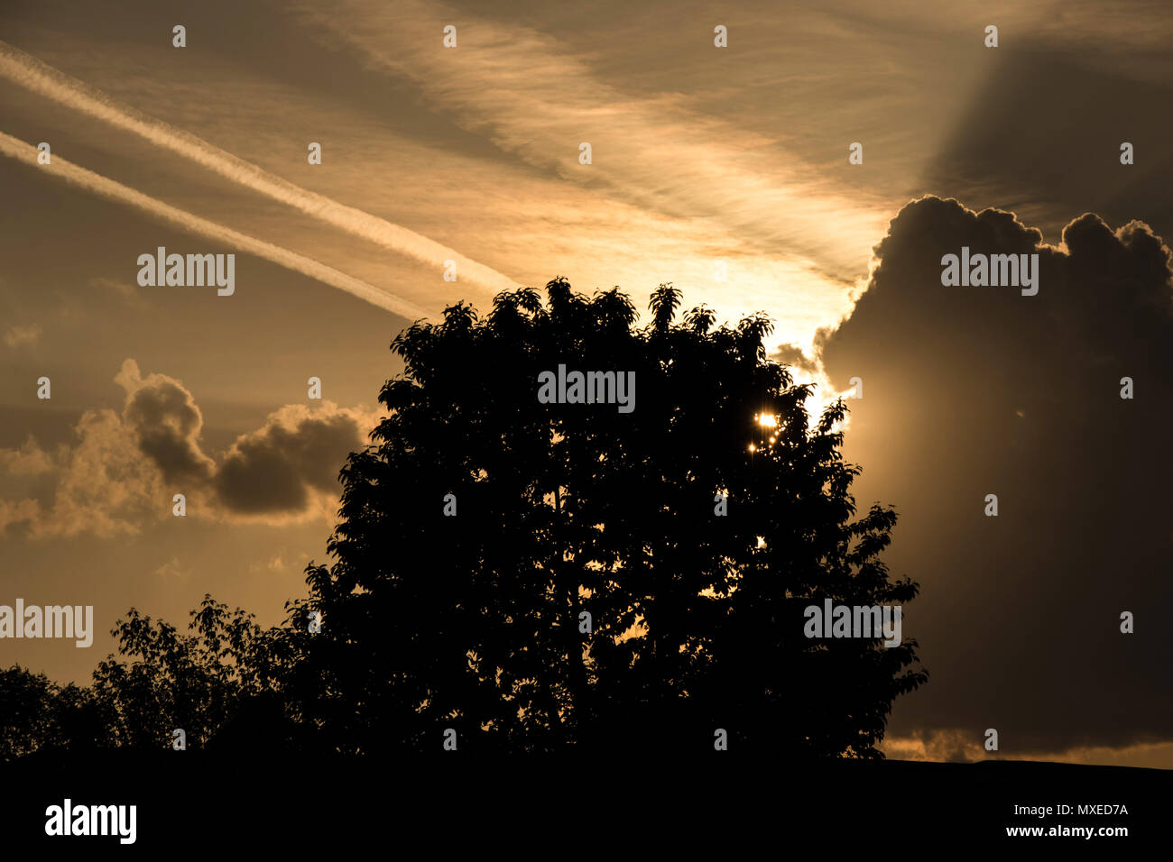 Silhouette tree in the clouds scene Stock Photo - Alamy