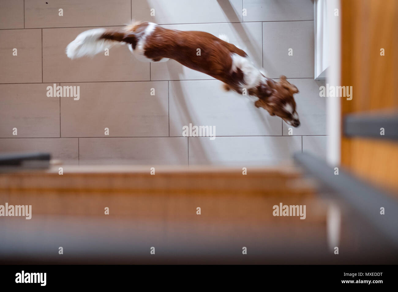 A cute young Welsh Springer Spaniel in the kitchen looking for food as seen from above Stock Photo