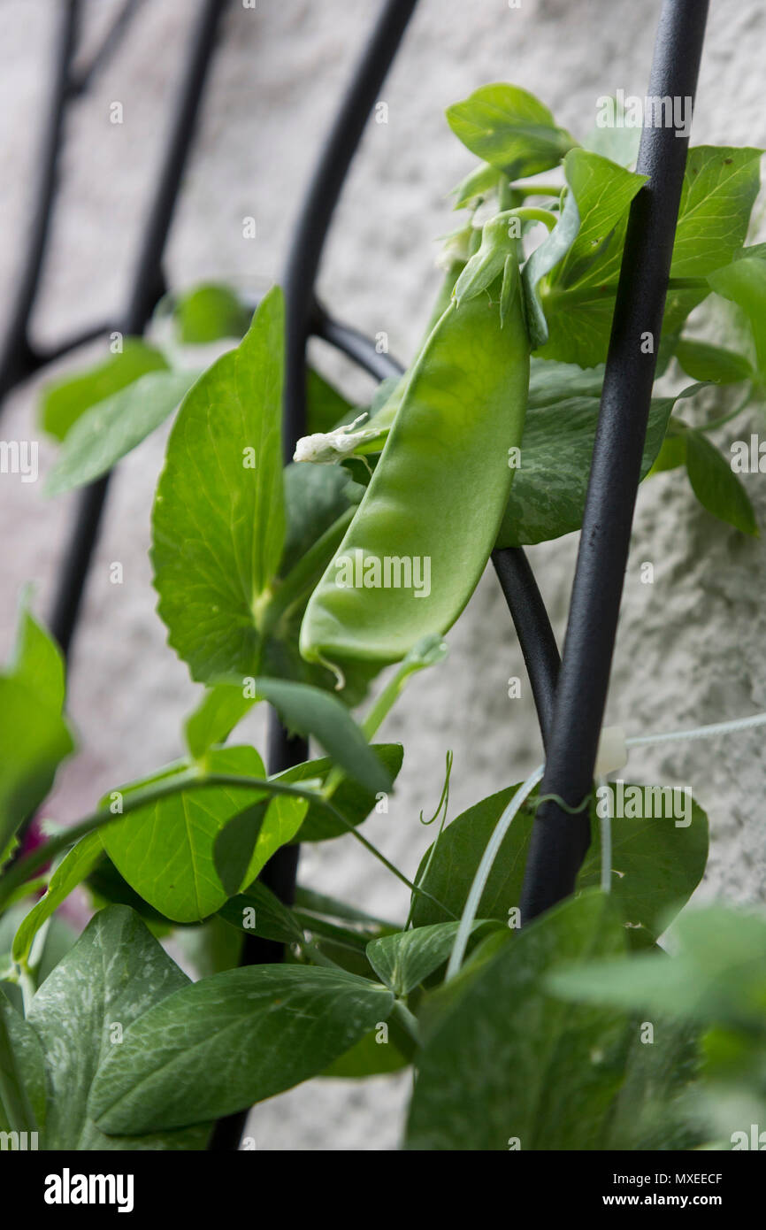 Peas (Oregon Sugar Pod) growing in pods on a trellis on a balcony Stock  Photo - Alamy