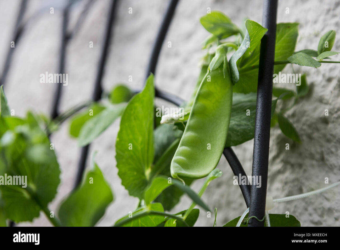 Peas (Oregon Sugar Pod) growing in pods on a trellis on a balcony Stock