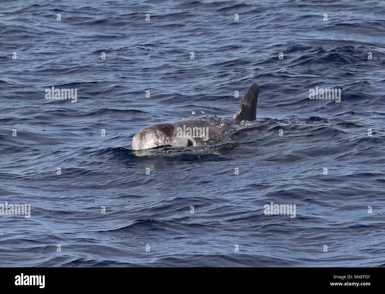 Risso's Dolphin (Grampus griseus) adult at surface  eastern Atlantic Ocean, north of Cape Verde                 May Stock Photo