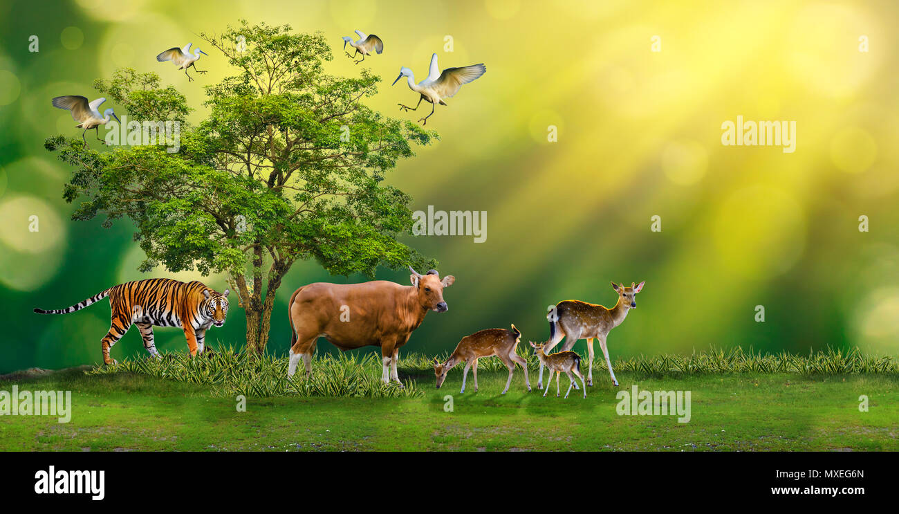Concept reserve conserve Wildlife reserve tiger cow Deer Global warming Food Loaf Ecology Human hands protecting the wild animals Stock Photo - Alamy