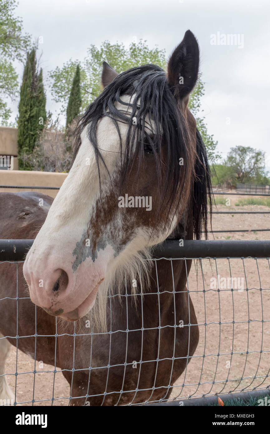 horse from Corrales, New Mexico Stock Photo Alamy