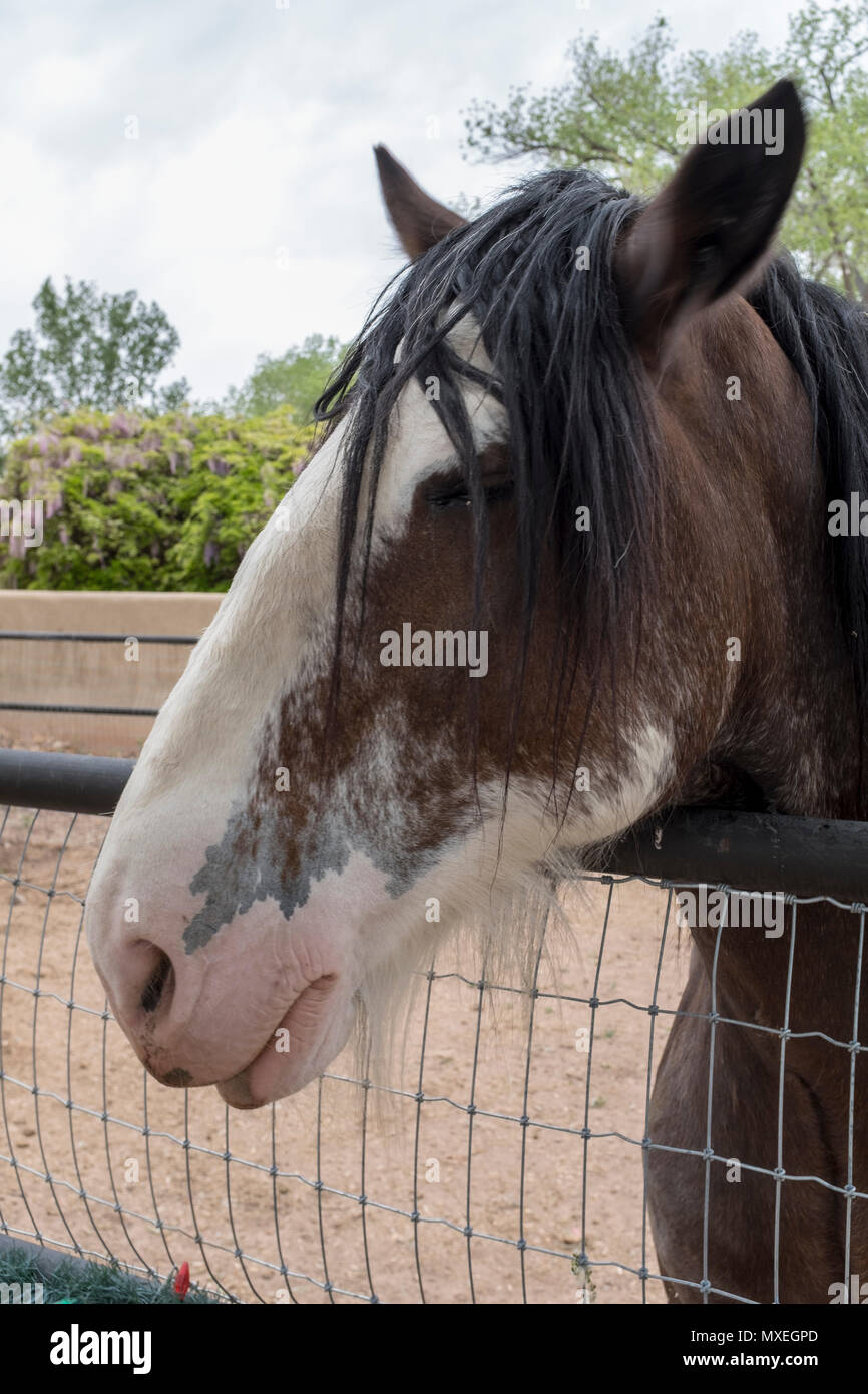 horse from Corrales, New Mexico Stock Photo Alamy