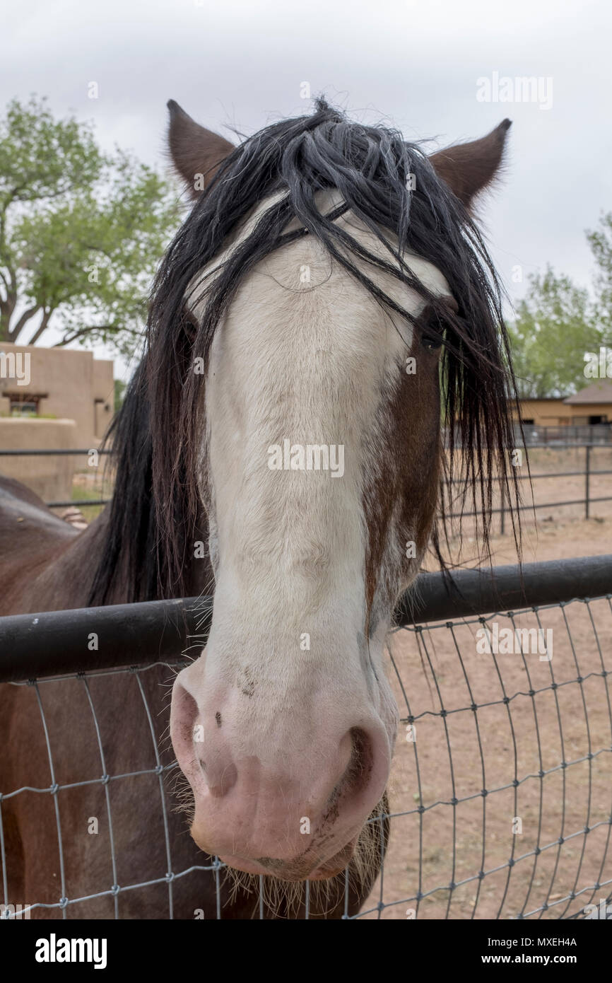 horse from Corrales, New Mexico Stock Photo Alamy