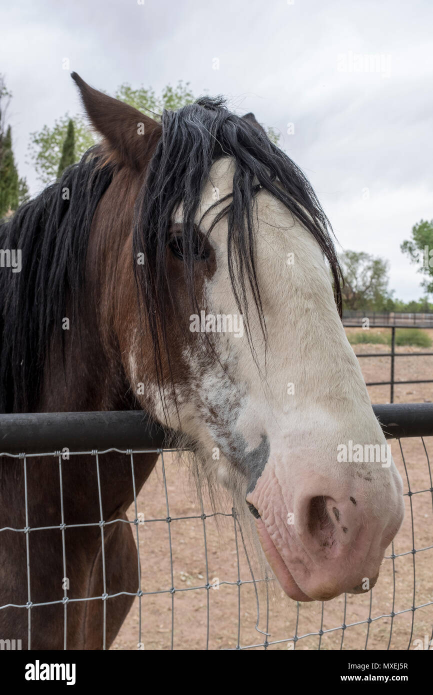 horse from Corrales, New Mexico Stock Photo Alamy