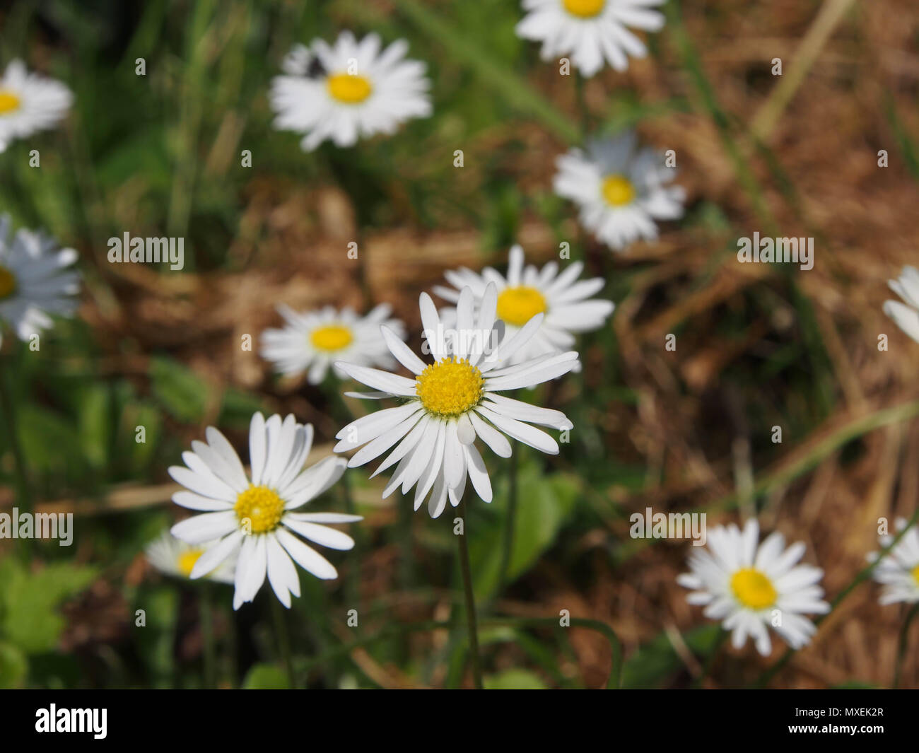 Wild daisy flowers Stock Photo - Alamy