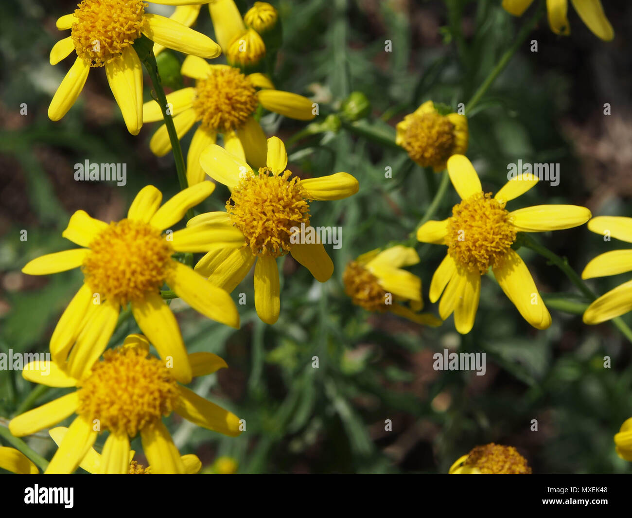 Common benweed hi-res stock photography and images - Alamy