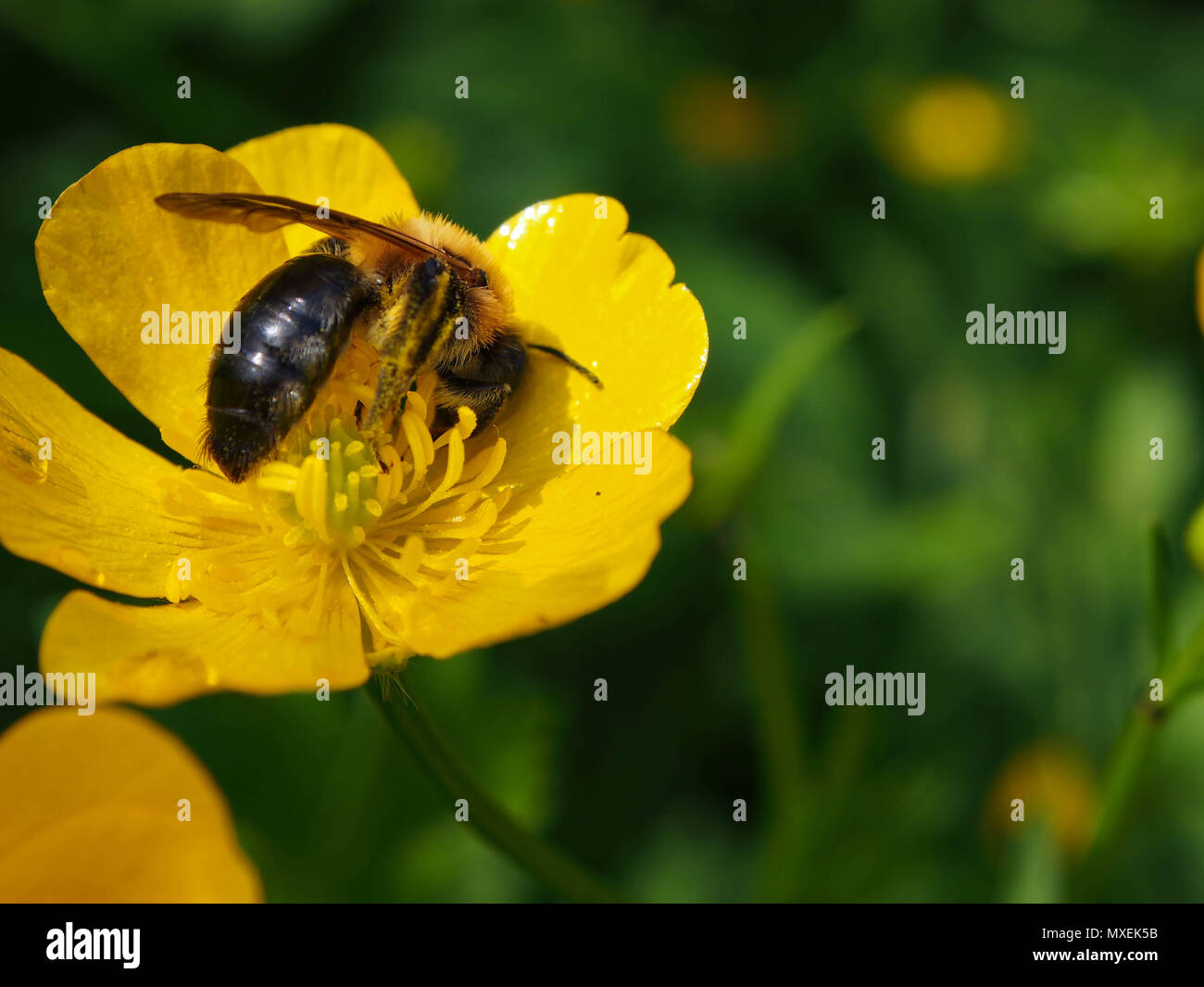 A honey bee collects nectar from a buttercup wild flower Stock Photo