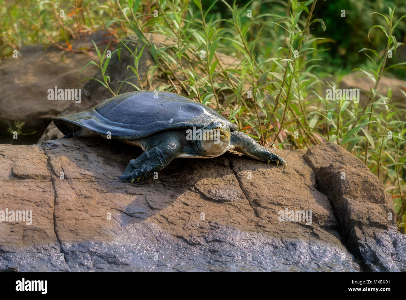 Indian Softshell Turtle aka Gangetic Softshell turtle, Nilssonia gangetica, sunbathing on a rock on the bank of Mahanadi River, with copy space Stock Photo