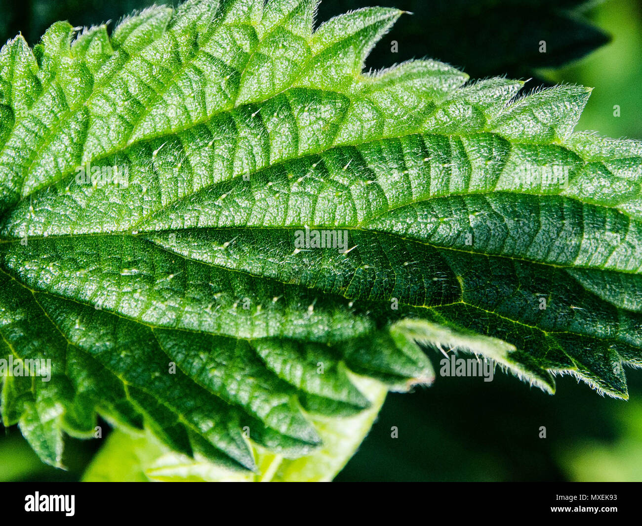 Trichomes on a stinging nettle leaf Stock Photo