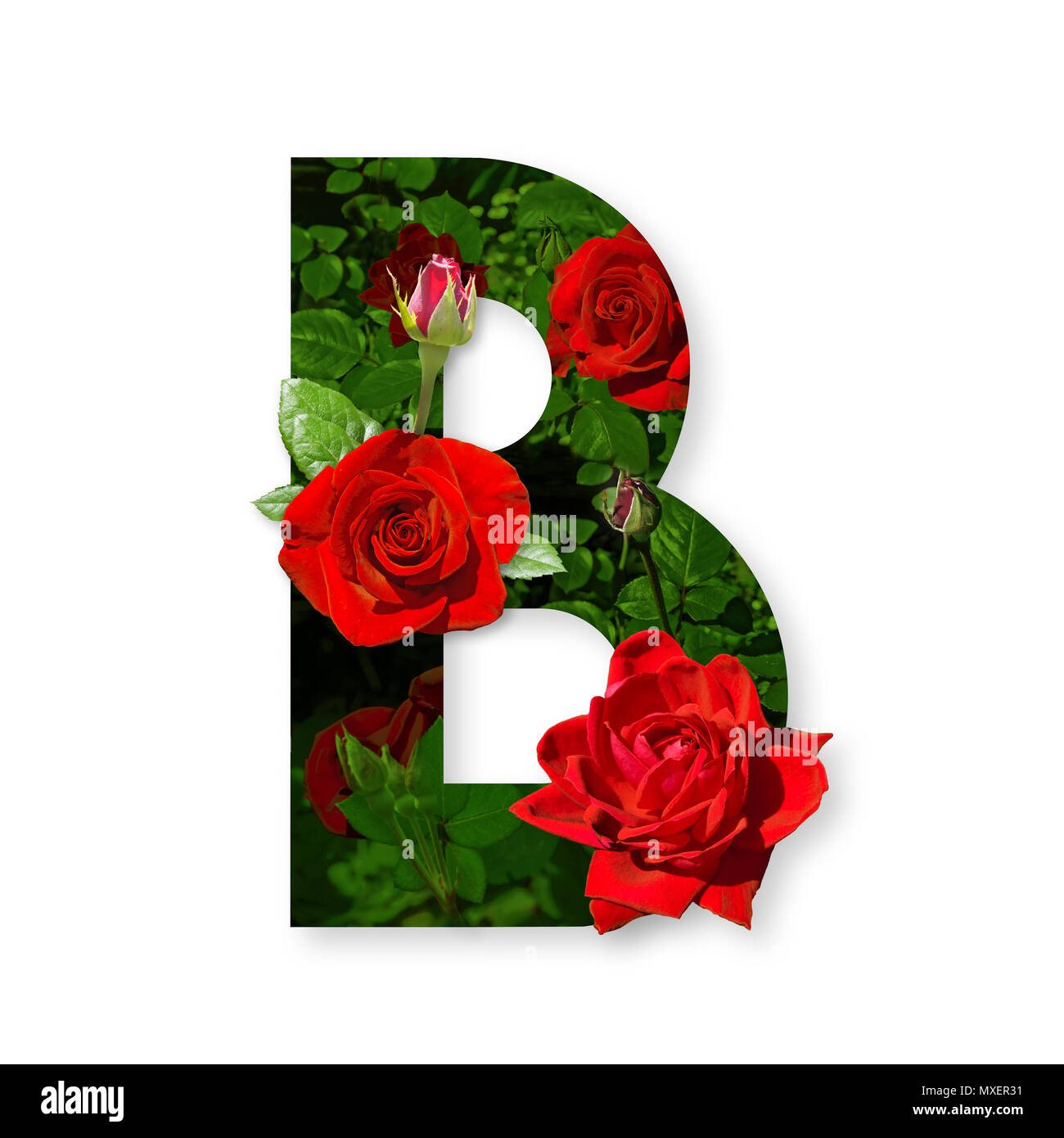 Letter B with red roses on white background Stock Photo - Alamy