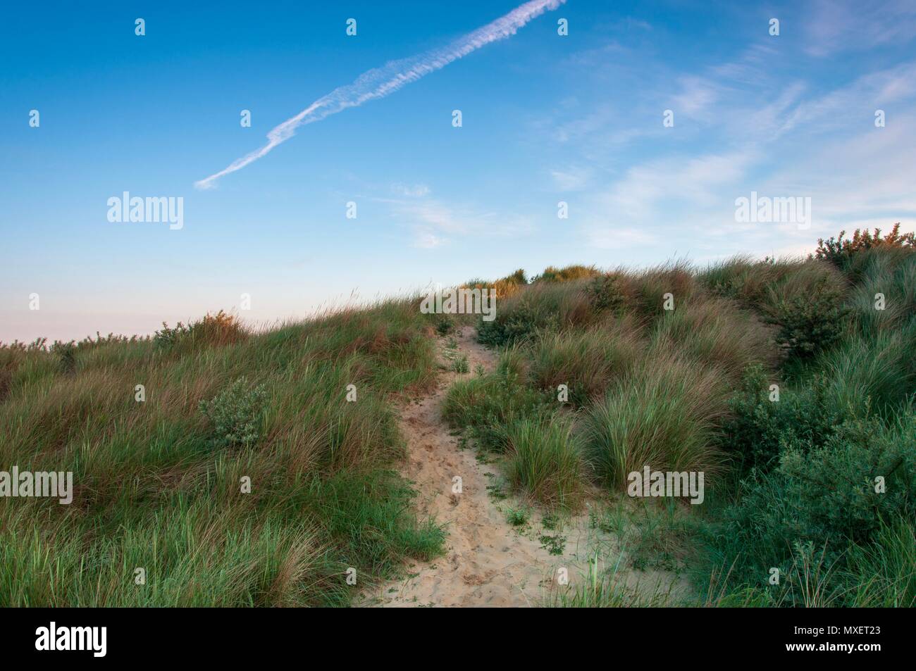 A sandy path leading through the grass on a sand dune in the south of England Stock Photo