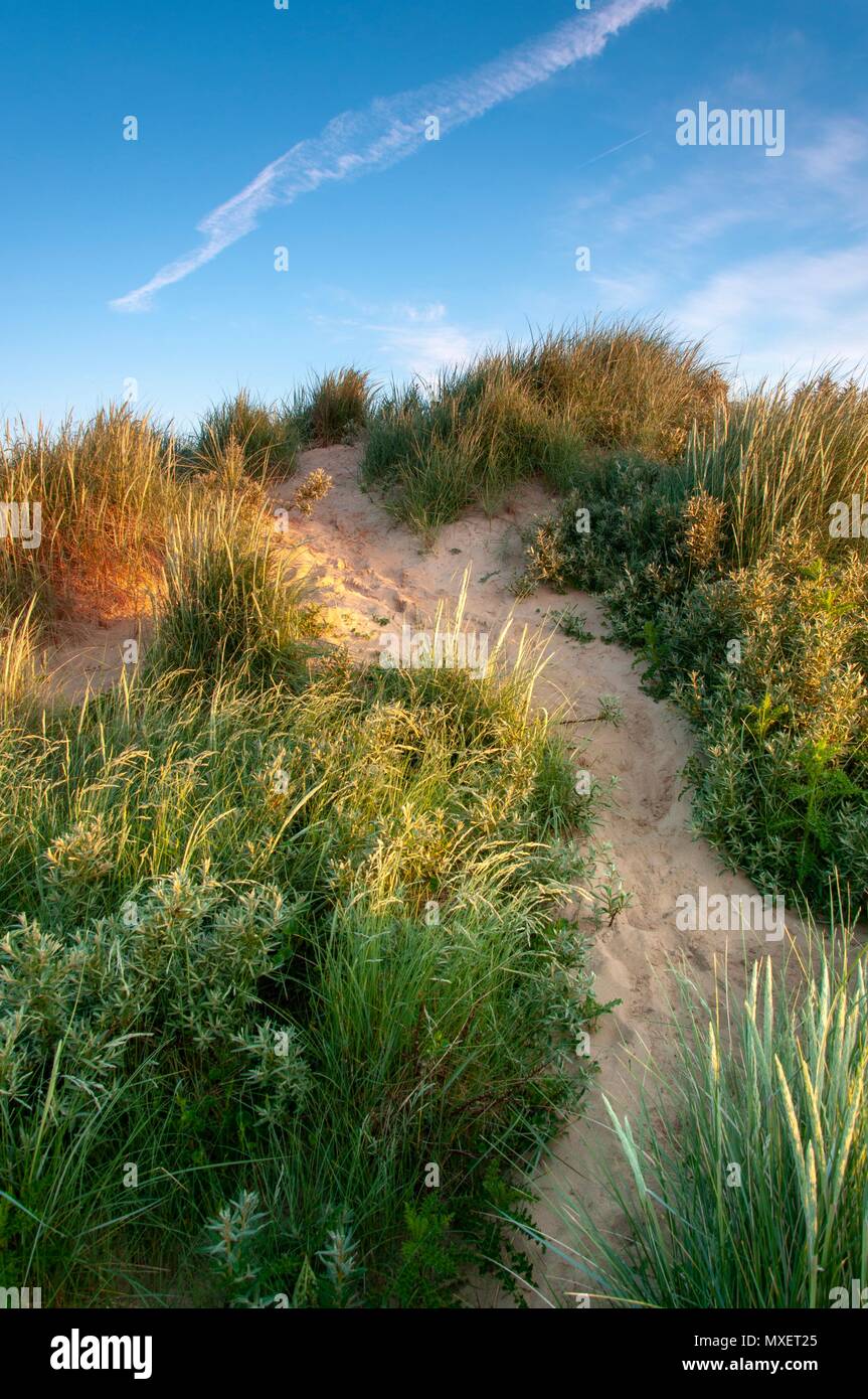 A path leading through the marram grass to the top of a sand dune at sunrise Stock Photo