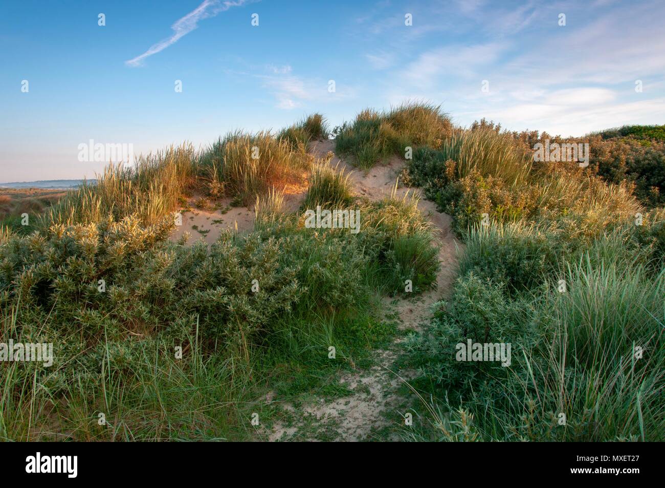 A path leading a small sand dune at sunrise in the south of England Stock Photo