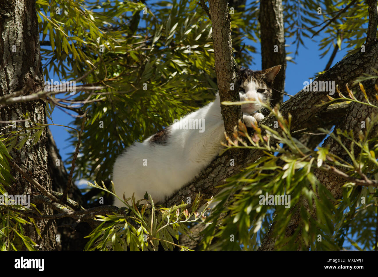 Stray white and grey cat ran up to a tree and waits there for the threat to go away. Looking at the camera. Stock Photo