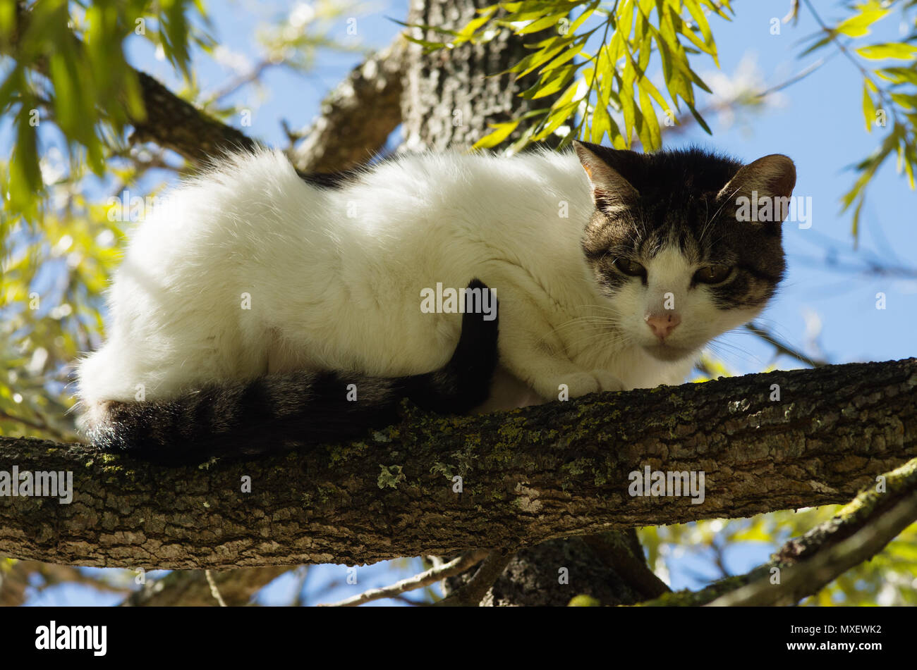 Stray white and grey cat ran up a tree and waits on a branch for the threat to go away. Looking suspicious. Stock Photo