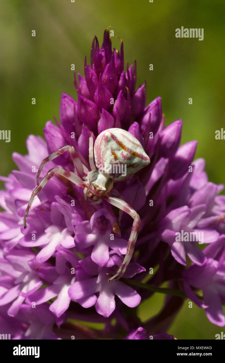 Crab spider (Thomisus onustus) hiding in plain sight, camouflaged on a wild Pyramidal orchid (Anacamptis pyramidalis). Serra da Arrabida, Portugal. Stock Photo