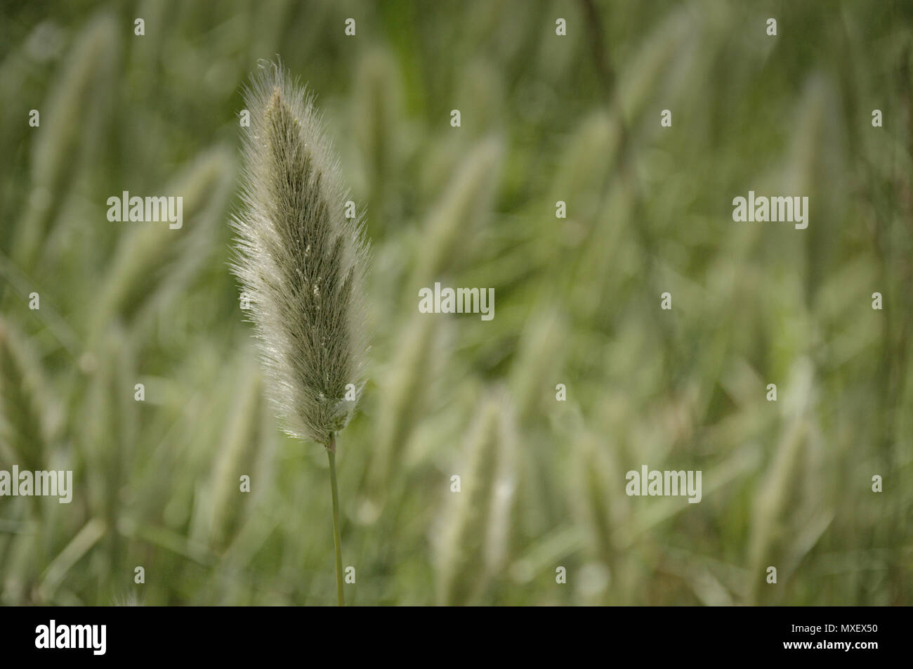 Grass field in the morning sun, light from behind, with aura around heirs. Stand out foreground grain, portretul unui fir de iarba Stock Photo