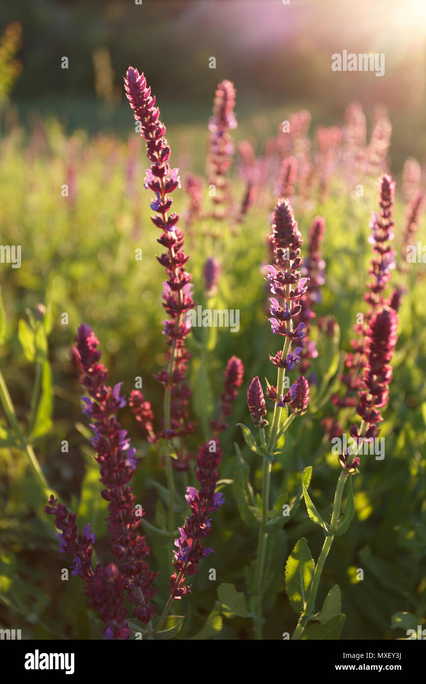 Salvia blossom in the meadow at sunset close Stock Photo